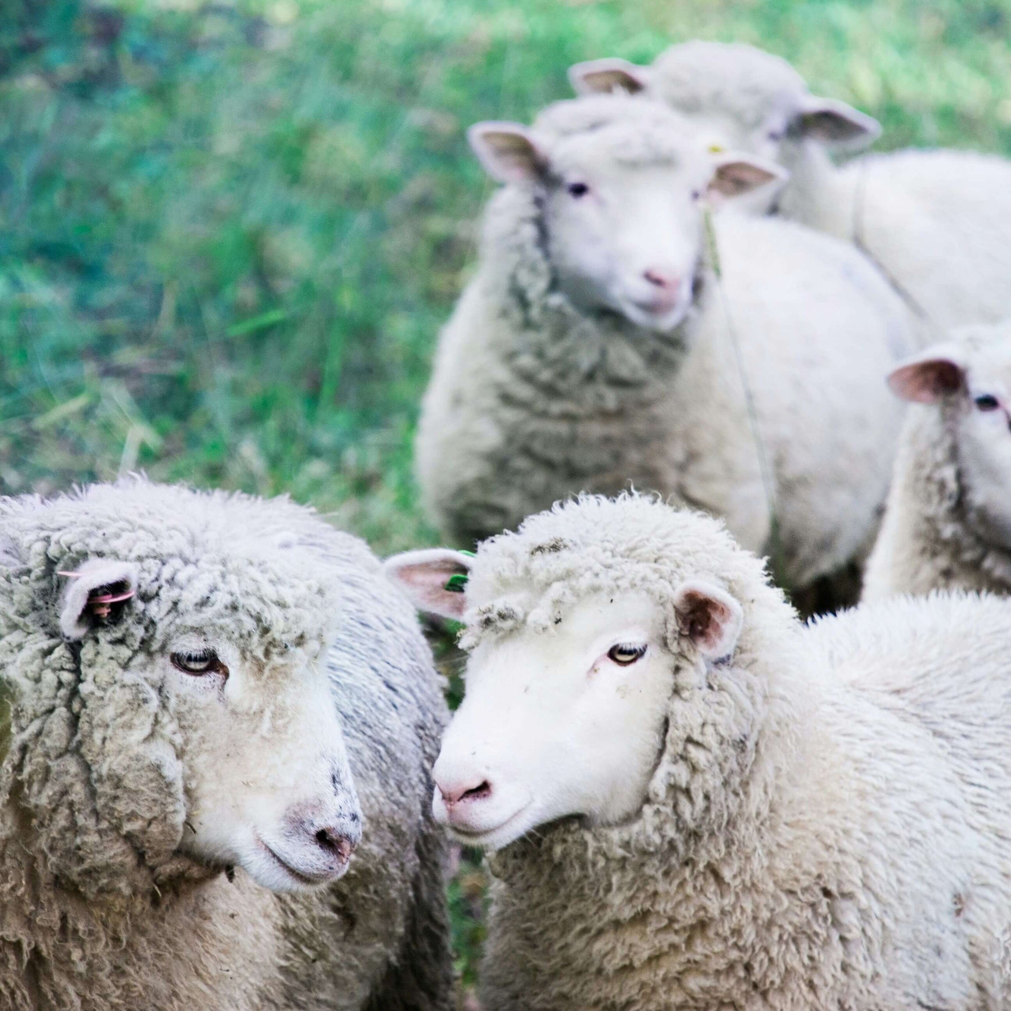 Is merino wool itchy？