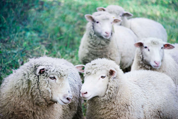 Is merino wool itchy？