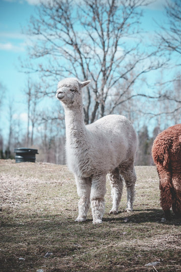 Alpaca