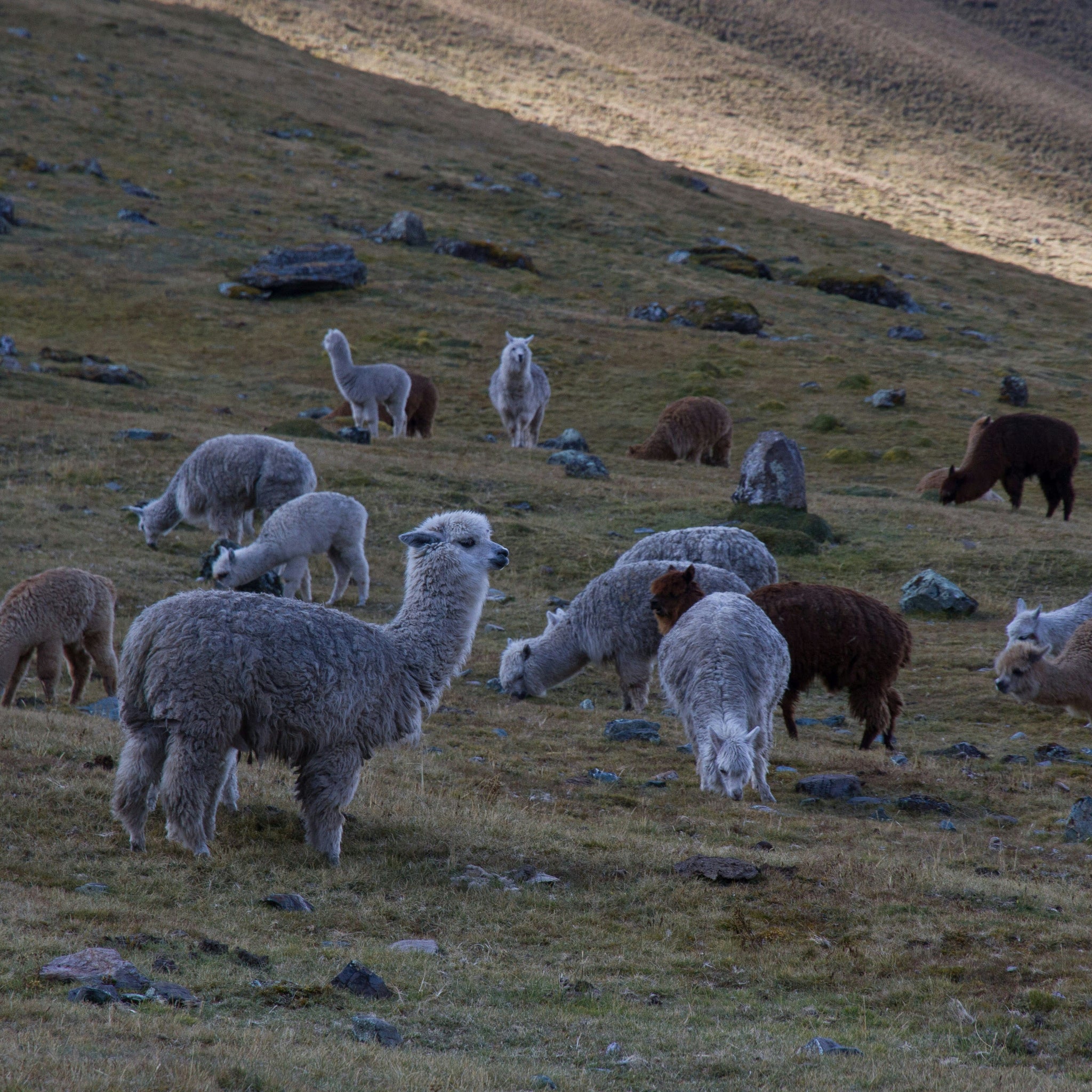 Alpaca