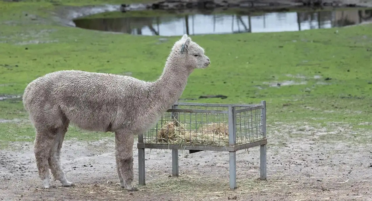 alpaca